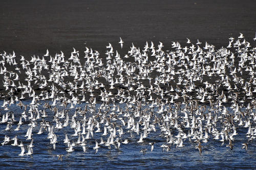 Tourist festivals: International Bird Watching Festival, Yalu River Wetlands (April)