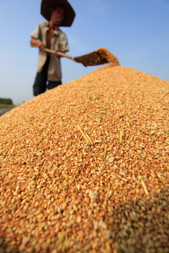 Busy harvest before coming rainfall