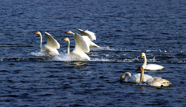 Whooper swans set a lively scene in Shandong