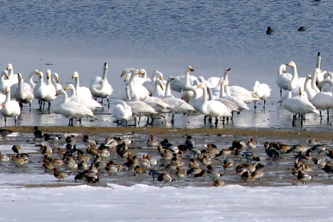 Whooper swans set a lively scene in Shandong