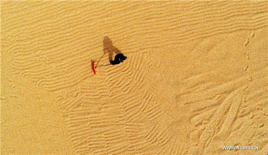 Corn harvested in Gaodong Village, China's Shandong