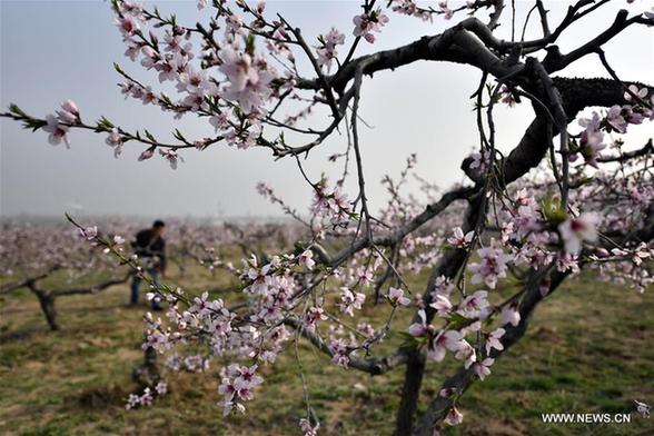 Pear blossoms and peach blossoms bloom in Shandong