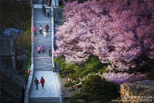 Admire flowering Chinese crabapple at Mount Tai