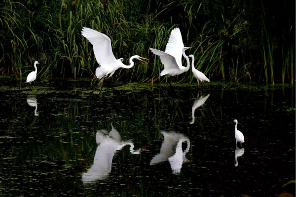 In pics: flocks of egrets seen near Neijia River in Yantai