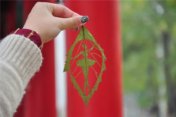 Carving on fallen leaves