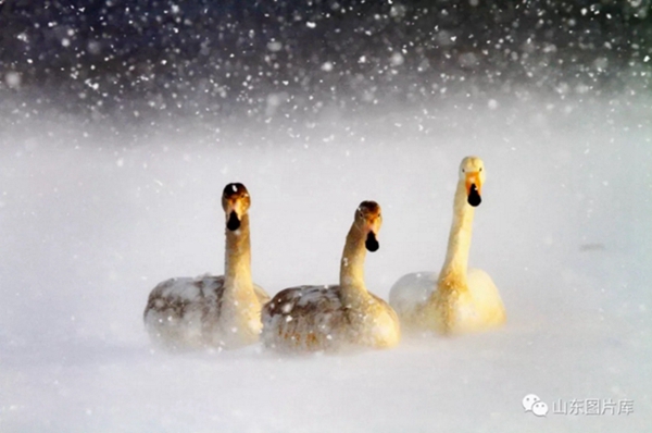 Swans grace bleak winter in Rongcheng