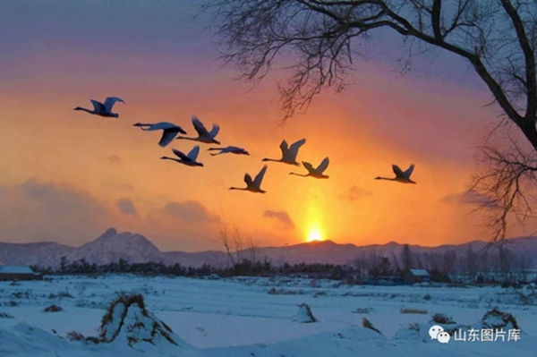 Swans grace bleak winter in Rongcheng