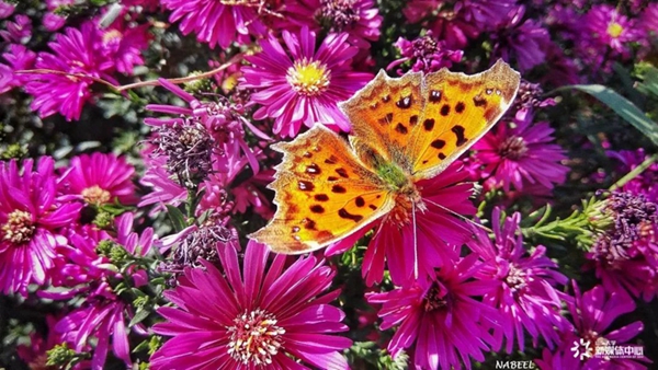 Discover Shandong University through foreign students' lens