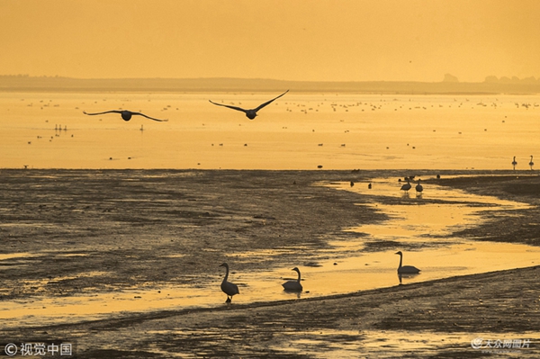 In pics: beautiful sunrise at Swan Lake in Rongcheng