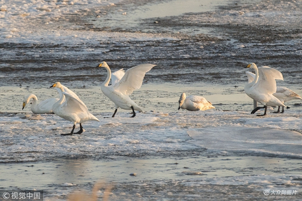 In pics: beautiful sunrise at Swan Lake in Rongcheng