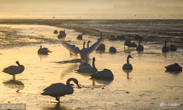 In pics: beautiful sunrise at Swan Lake in Rongcheng
