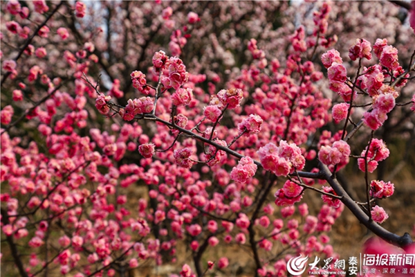 Plum blossoms add color to Mount Tai