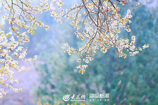 Bloomy plum blossoms adorn Shandong Normal University
