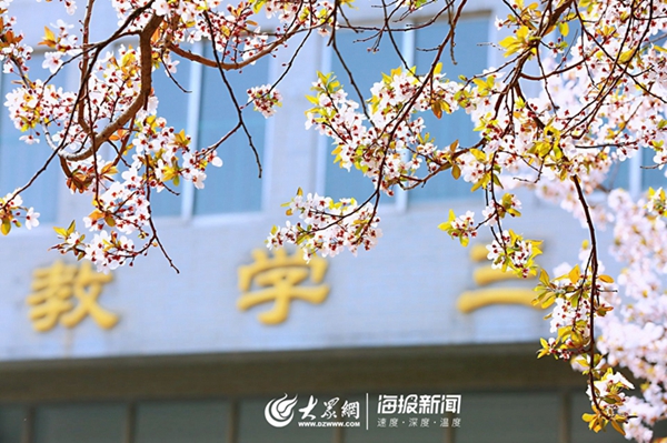 Bloomy plum blossoms adorn Shandong Normal University