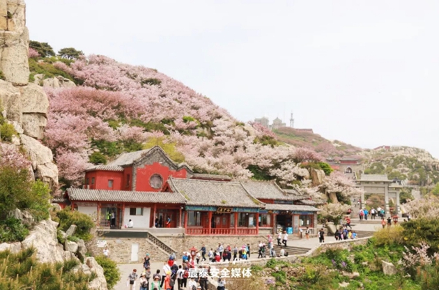 Flowering Chinese crabapples paint Mount Tai