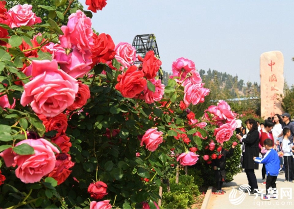 Pingyin roses ready for visitors