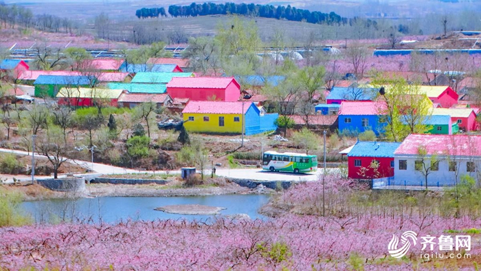 Spring flowers add vitality to Shandong
