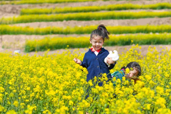 Picturesque rape flowers seen in Penglai