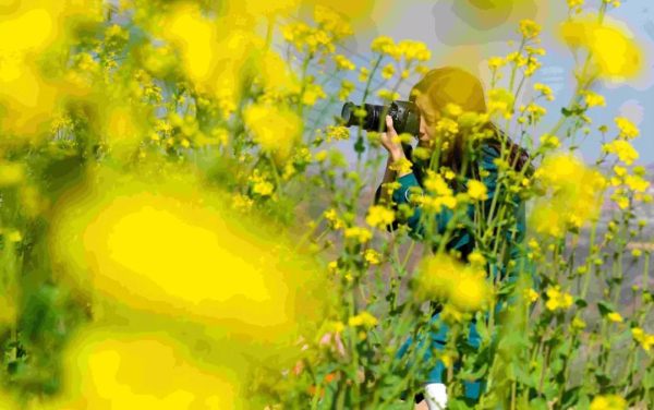 Picturesque rape flowers seen in Penglai