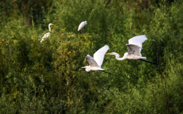 Egrets make a lively scene in Penglai, Yantai
