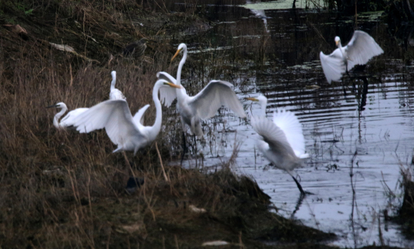 Egrets make a lively scene in Penglai, Yantai