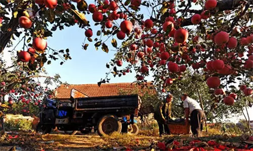 How Yantai's apples took a big slice of Chinese market