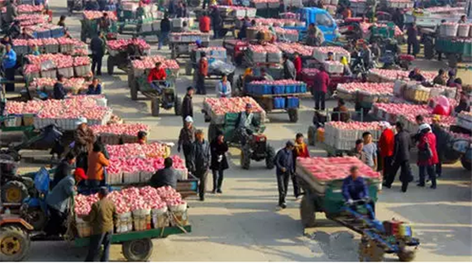 How Yantai's apples took a big slice of Chinese market