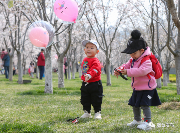 In pics: Cherry blossoms burst to life in Yantai