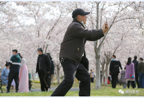 In pics: Cherry blossoms burst to life in Yantai