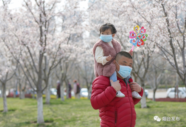 In pics: Cherry blossoms burst to life in Yantai