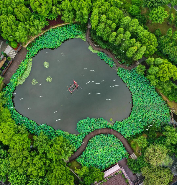 In pics: Lotus flowers in Jiading