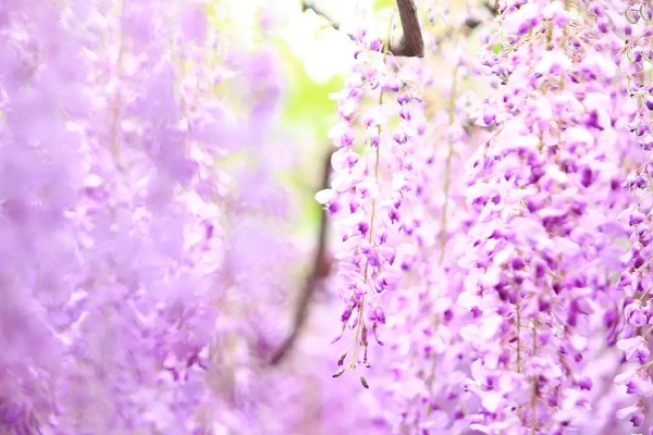 Wisteria blossoms grace Jiading