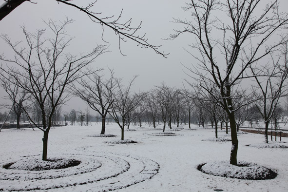 Chenshan Garden sees beautiful snowfall