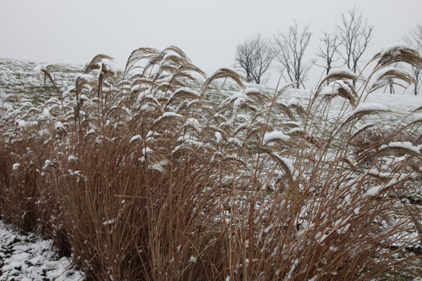 Chenshan Garden sees beautiful snowfall