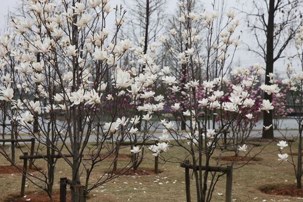 Flowers in full bloom in Chenshan Botanic Garden
