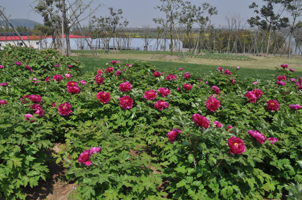 Peonies in Chenshan in full bloom
