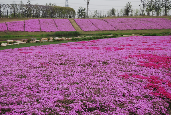 Phlox blossom in Chenshan
