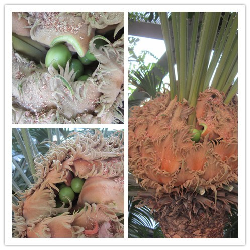 Cycas pectinata blooms in Chenshan Botanical Garden