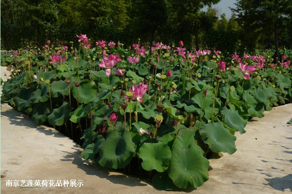 Researchers carry out investigation on lotus resources