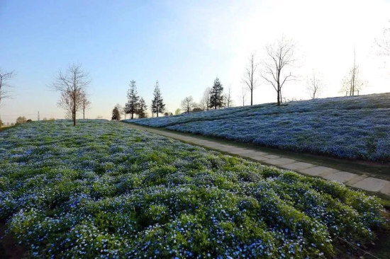 'Baby blue eyes' seen at Chenshan Botanical Garden