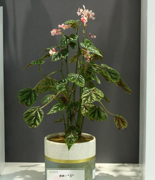 Begonia Show kicks off at Chenshan Botanical Garden