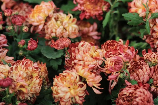 Enjoy colorful chrysanthemums at Shanghai Yuehu Sculpture Park