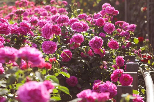 Chinese roses enter blooming season in Shanghai Chenshan Botanical Garden