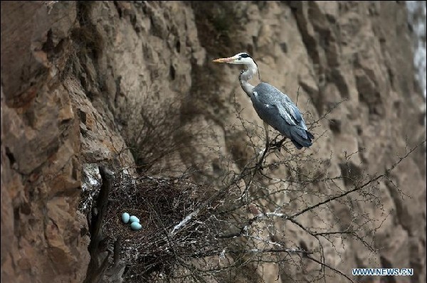Herons live around Yellow River in N China