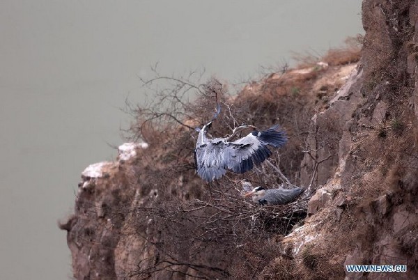 Herons live around Yellow River in N China