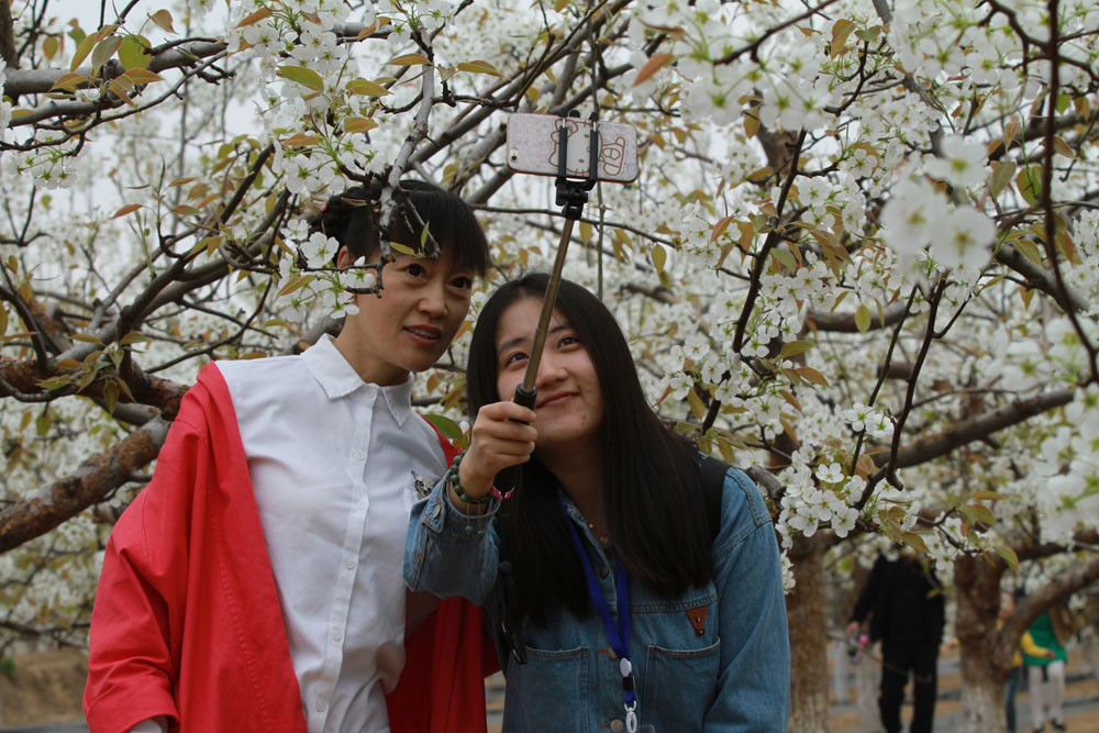 Pear flower festival opens in Linfen city