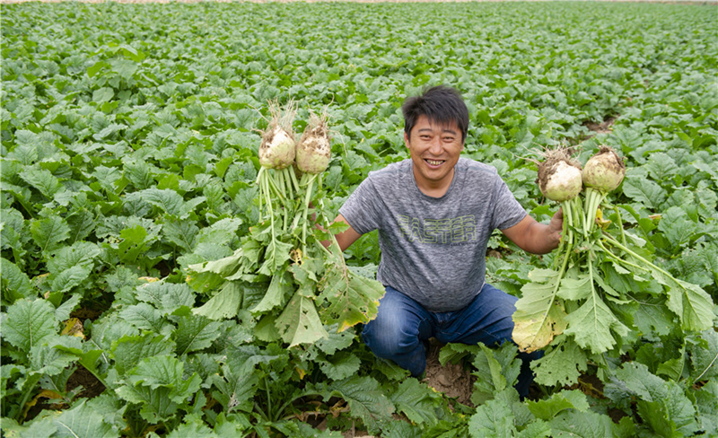 A golden autumn harvest in Shanxi province