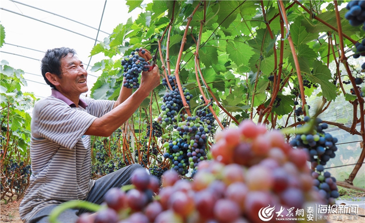 Tai'an village embraces grape harvest