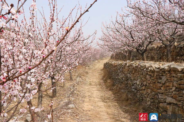 Blooming apricot flowers attract visitors to Tai'an village