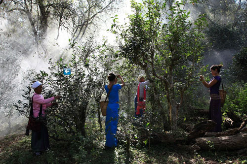 Pu'er to attend Yunnan Cultural Industry Expo